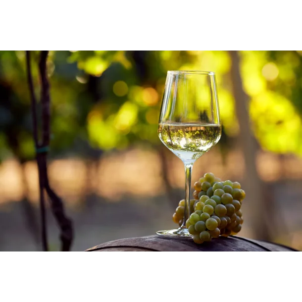 Vin Festival 50+ Vine! 29, 30 og 31 Oktober